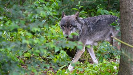 Un loup photographié dans le nord de l'Allemagne (photo d'illustration). (PATRIK STOLLARZ / AFP)