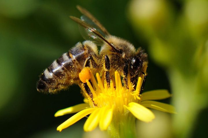 Une abeille domestique butine une inule.&nbsp; (PRISCA)