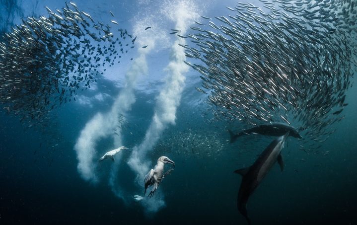 La photo d'un sardine run qui a impressionné le National Geographic. 
 (Grégory Lecoeur )