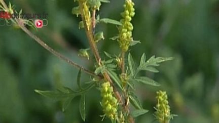 L'ambroisie est une plante sauvage particulièrement allergisante