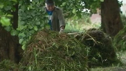 Enquête : des plantes envahissantes