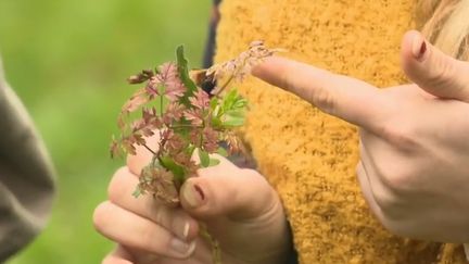 Alimentation : la forêt, une véritable épicerie verte