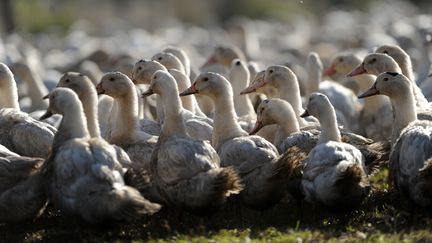 Illustration élevage canards dans les Landes. (IROZ GAIZKA / AFP)