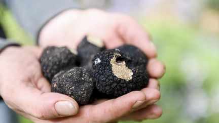 La Haute-Saône, territoire historique de la truffe de Bourgogne, connaît une belle année 2024. (EMMA BUONCRISTIANI / MAXPPP)