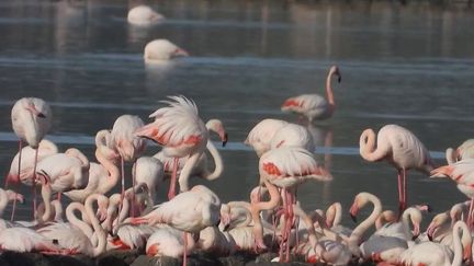 Italie : à la découverte des flamants roses de Sardaigne (FRANCE 2)