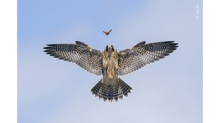 Un jeune faucon pélerin en pleine chasse au papillon, au-dessus de son nid, sur une falaise au bord de l'océan Pacifique. Le photographe, Jack Zhi (Etats-Unis) visite cette zone de Californie depuis huit ans, observant la présence constante de l'un des faucons et photographiant leurs oisillons. Ce jour-là, il a été difficile de suivre l'action car les oiseaux étaient particulièrement rapides. (JACK ZHI / WILDLIFE PHOTOGRAPHER OF THE YEAR 2024 / NHM)