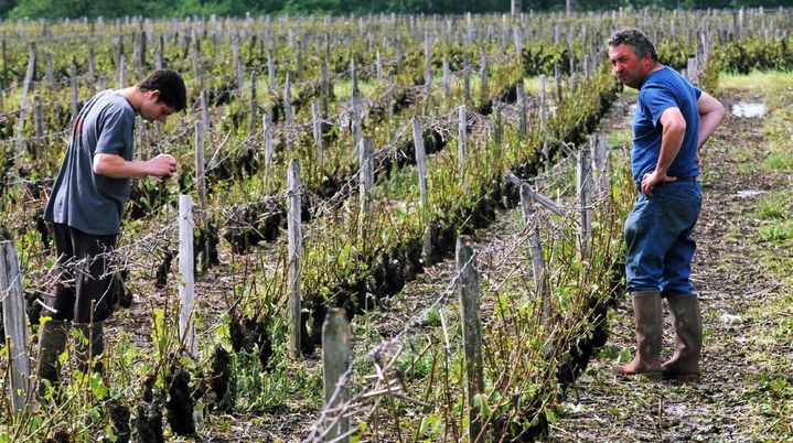 Des vignerons constatent les d&eacute;g&acirc;ts dans un vignoble de Vouvray (Indre-et-Loire), le 17 juin 2013.&nbsp; ( MAXPPP)