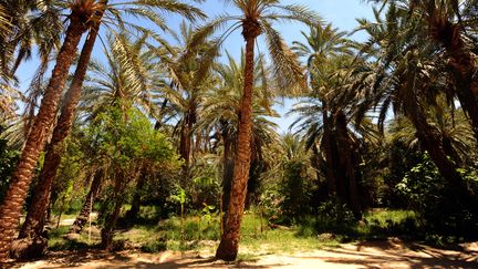 Une palmeraie vers Tozeur en Tunisie. (FETHI BELAID / AFP)