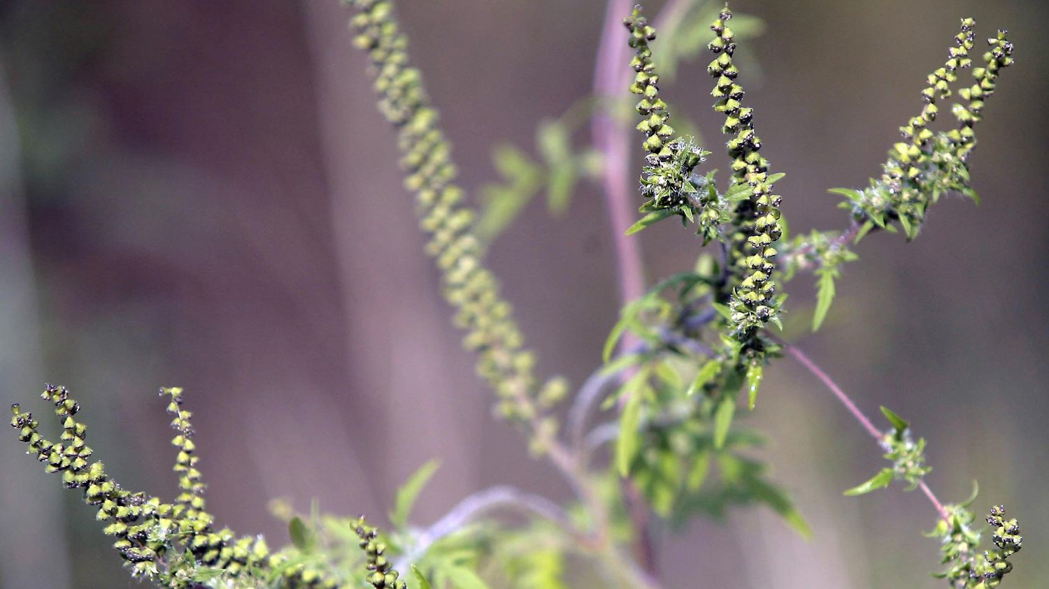 Ragweed pollen affects 12 departments on red alert