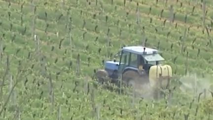 Pesticides : quand la population tente de raisonner les vignerons