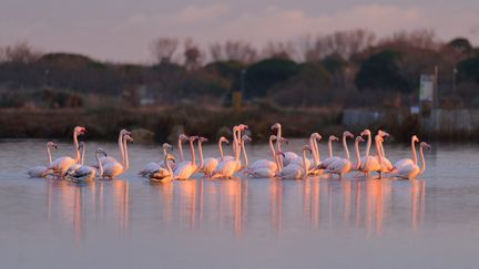 Un groupe de flamants roses marche dans l'eau, 15 octobre 2020, à Sérignan (Hérault). (THIERRY LE QUAY / BIOSPHOTO / AFP)