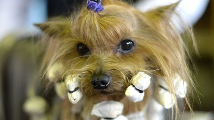 Un yorkshire terrier est toilett&eacute; avant de concourir au Westminster Kennel club dog show &agrave; New York (Etats-Unis), le 10 f&eacute;vrier 2014. (TIMOTHY CLARY / AFP)