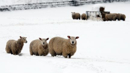 Victime de la neige de ces derniers jours, il s'est lancé dans une course contre la montre pour dégager ses bêtes, retenues sous un mètre de neige.