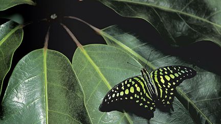 Feuilles de scheffléra d'Asie du Sud-Est&nbsp; (WILD HORIZON / UNIVERSAL IMAGES GROUP EDITORIAL)