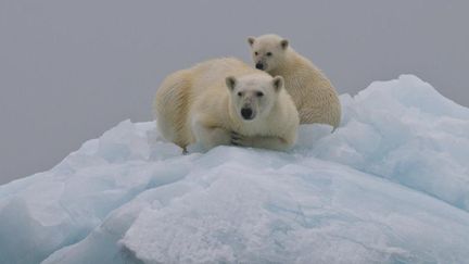 La sixième extinction, en marche accélérée