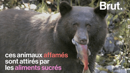 VIDEO. Aux États-Unis, des ours affamés s’incrustent chez leurs voisins les hommes (BRUT)