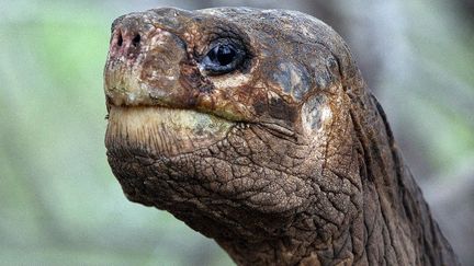 Georges le solitaire, une tortue centenaire des Galapagos (Equateur), est mort le 24 juin 2012. Il &eacute;tait le dernier repr&eacute;sentant de l'esp&egrave;ce Geochelone nigra abingdoni. (RODRIGO BUENDIA / AFP)