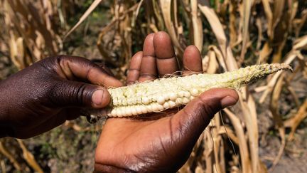 La sécheresse s'installe année après année dans toutes les zones agricoles du Zimbabwe, comme dans ce champ de maïs près de Mutoko (Est), photographié en mars 2019. (JEKESAI NJIKIZANA / AFP)