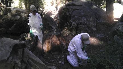 Selon les historiens, 200 millions d'humains seraient morts de la peste. Au 14e siècle, cette maladie en a tué environ 50 millions, décimant 30 à 50% de la population européenne en cinq ans (1347 et 1352). Grâce à l’arrivée des antibiotiques, elle a pratiquement été éradiquée dès les années 30. En France, il faudra attendre la fin de la Seconde guerre mondiale pour la voir disparaître. Mais comme l'explique l'Institut Pasteur, «une des caractéristiques des épidémies de peste est leur capacité à s’éteindre pendant plusieurs années avant de réapparaître brutalement sous forme épidémique.» Il existe deux formes de maladies, la peste bubonique (peste noire), la plus répandue, et la peste pulmonaire, la plus contagieuse et la plus mortelle. Aujourd’hui elle sévit principalement en République démocratique du Congo, au Pérou et à Madagascar, le pays le plus touché dans le monde. En 2015, des cas ont été recensés en Californie. Au total, quelque 2.000 malades sont déclarés chaque année dont 90% en Afrique.  (REUTERS / California Department of Public Heal)