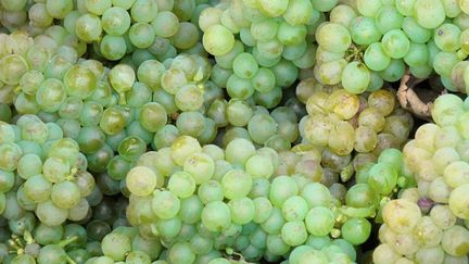 Agriculture : le vin bio se développe de plus en plus