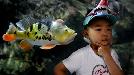 Un jeune Chinois pose devant un poisson &agrave; l'aquarium de P&eacute;kin (Chine), le 30 mai 2012. (MARK RALSTON / AFP)