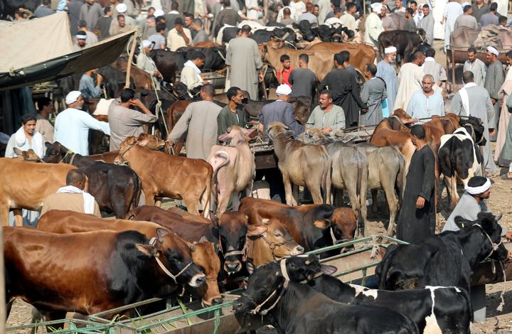 Un marché aux bestiaux près du Caire, le 9 août 2018 (REUTERS - MOHAMED ABD EL GHANY / X02738)