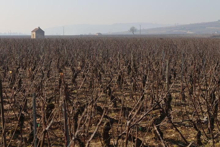 Des vignes &agrave; perte de vue, &agrave; l'entr&eacute;e de Beaune (C&ocirc;te-d'Or), le 12 f&eacute;vrier&nbsp;2015. (BENOIT ZAGDOUN / FRANCETV INFO)