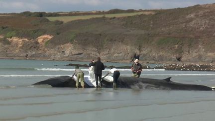 Finistère&nbsp;: le rorqual sauvé pourrait à nouveau s’échouer&nbsp; (FRANCE 3)