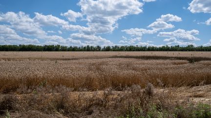 Un champ de blé près de la ville de Sloviansk, dans l'est de l'Ukraine, le 17 juillet 2022. (VIRGINIE NGUYEN HOANG / HANS LUCAS / AFP)