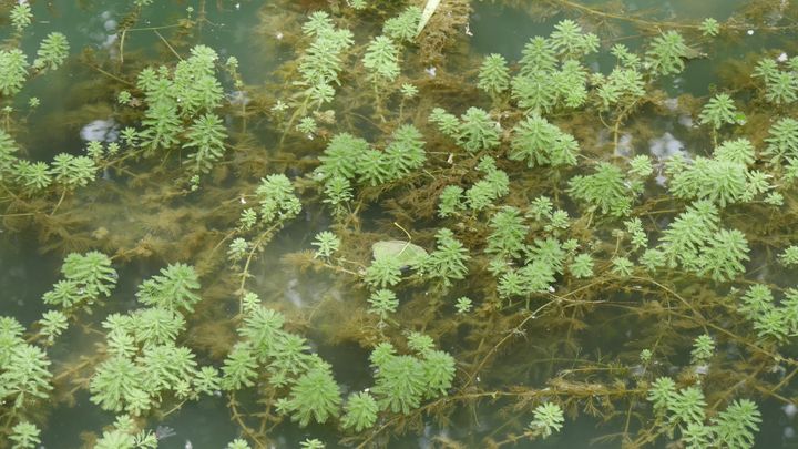 La petite myriophylle fait partie des plantes oxygénantes.&nbsp; (ISABELLE MORAND / RADIO FRANCE / FRANCE INFO)