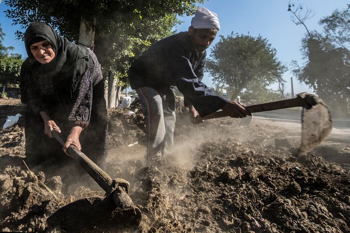 Un couple d’agriculteurs égyptiens travaille la terre dans leur ferme du village de Baharmis, le 1er décembre 2019.&nbsp; (KHALED DESOUKI / AFP)