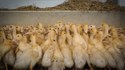 Des canards sont rassemblés dans un bâtiment à Renung, dans les Landes, le 1er juillet 2024. (JUSTINE BONNERY / HANS LUCAS / AFP)