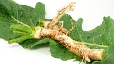 Le raifort, un légume-racine qui accompagne de nombreux mets. (GETTY IMAGES / EYEEM)