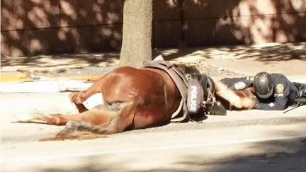 Un policier de Houston (Texas, Etats-Unis) et son cheval à l'agonie après un accident de la circulation, le 3 décembre 2015, dans les rues de la ville.&nbsp; (ANIMAL JUSTICE LEAGUE / FACEBOOK)