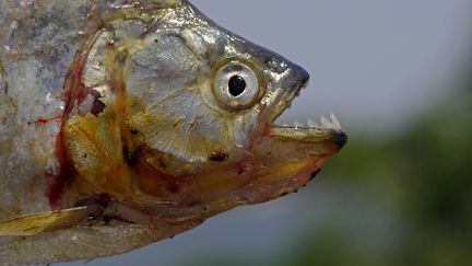 Le piranha vit dans des eaux tropicales &agrave; une temp&eacute;rature d'une vingtaine de degr&eacute;s.&nbsp; (MICHEL LEFEVRE / BIOSPHOTO / AFP)