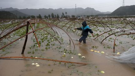 Un agriculteur marche dans son champ de melons inond&eacute; &agrave;&nbsp;Sanmen, dans la province de Zhejiang (Chine)&nbsp;lors du passage du typhon Chan-Hom, le 11 juillet 2015. (WILLIAM HONG / REUTERS )