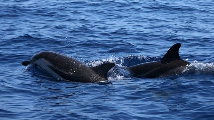 Des scientifiques ont lancé en 2022 des recherches sur les interactions entre dauphins, bancs de poissons et bateaux de pêche. (VALLAURI NICOLAS / MAXPPP)