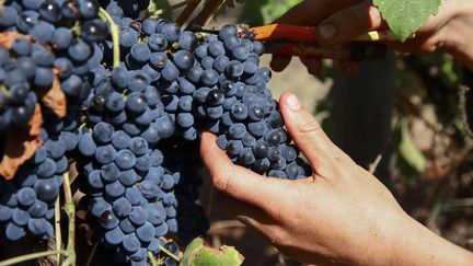 Les vendanges au domaine de Malavieille, dans l'Hérault, le 2 septembre 2017. (LODI FRANCK / SIPA)