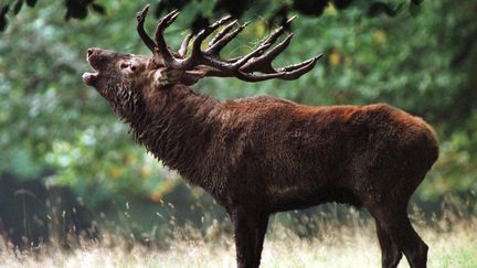 Un cerf brame, en période de rut en fôret de Rambouillet (Yvelines). (PASCAL SCHILLIO / AFP)