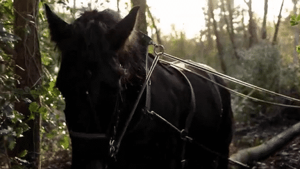 Tempête Ciaran : le Finistère fait appel à des débardeurs à cheval pour enlever les arbres tombés en forêt (France 2)