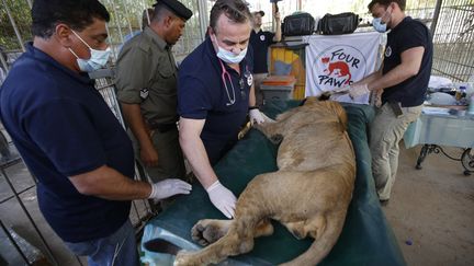 Pour s’occuper de leur santé et les soigner, "tous les six mois, des vétérinaires de l'ONG Four Paws viennent de l'étranger pour procéder à des opérations et former notre équipe. (…) Et chaque semaine, des vétérinaires bénévoles viennent pour des consultations de routine", précise Othmane Salih. "Peut-être qu'un jour on pourra aussi accueillir des éléphants, des girafes, des zèbres, tous ces animaux qui ont disparu au Soudan", ajoute-t-il. &nbsp; &nbsp; (ASHRAF SHAZLY / AFP)