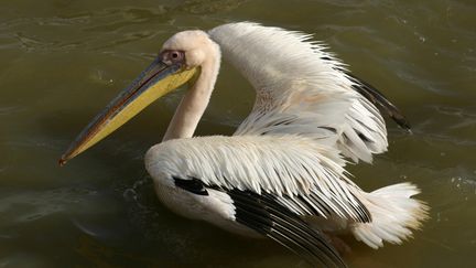 Illustration d'un pélican au parc du Djoudj près de Saint-Louis (Sénégal). (HOUET  MICHEL / MAXPPP)