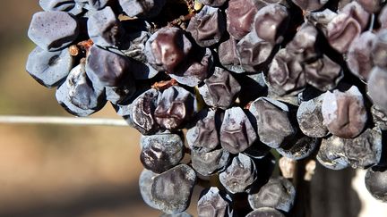 De la vigne abîmée par la sécheresse&nbsp;près de Bordeaux (Gironde), le 23 jjuillet 2019. (PHILIPPE ROY / PHILIPPE ROY /AFP)