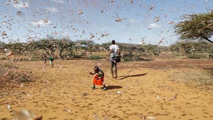 En 2020, neuf pays de la région sont touchés : l'Ethiopie, la Somalie, le Kenya, l'Erythrée, Djibouti, le Soudan, le Soudan du Sud, l'Ouganda et la Tanzanie. Insectes sans frontières, poussés par le vent, les criquets pèlerins ont envahi aussi la province de l’Ituri en République démocratique du Congo. La FAO qualifie le criquet pèlerin de "ravageur migrateur le plus destructeur au monde" et l'ONU parle alors d'"un fléau aux proportions bibliques", précise franceinfo Afrique. Mais après une accalmie de quelques mois, en décembre une seconde vague d’essaims est apparue en Somalie et en Ethiopie, avant de gagner le Kenya.&nbsp;&nbsp; (BAZ RATNER / REUTERS)