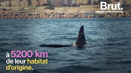 Des orques voyageant d'Islande jusqu'en Italie. C'est l'incroyable périple découvert par Marie Mrusczok, de l'ONG Orca Guardians Iceland.