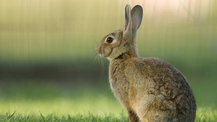 Le lapin du pavillon a secou&eacute; sa cage et r&eacute;veill&eacute; la famille. (PAULINE VAN MARLE / BUITEN-BEELD / MINDEN PICTURES / AFP)