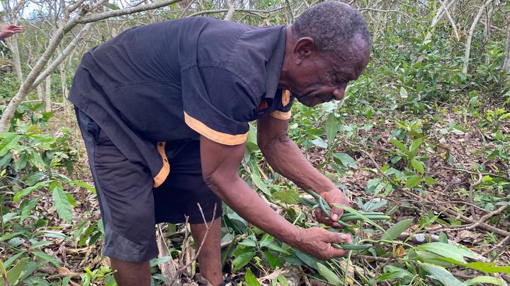 Ibrahim M’Kadara regarde ses gousses de vanilles détruites après le passage du cyclone Chido à Mayotte. (BORIS LOUMAGNE / RADIO FRANCE)