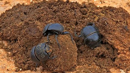 Les bousiers, qui sont consommés principalement dans le nord de la Thaïlande, sont collectés en début de matinée quand ils creusent des sillons dans la bouse des bovins et des buffles.
 
De leur côté, les coléoptères peuvent fréquenter également les tas de fumier quand ils ne sont pas encore enfouis profondément dans le sol pour éviter la chaleur du soleil.
 
Avec le temps, ces connaissances transmises de génération en génération se sont un peu perdues. Des accidents ont pu se produire avec des espèces d'insectes venimeux mal identifiés comme certains scarabées de la famille des Meloidae. (Biosphoto / Alain Mafart-Renodier)