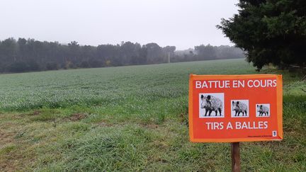 Le sanglier est la cible principale des chasseurs en France. (PHILIPPE PAUPERT / RADIO FRANCE)