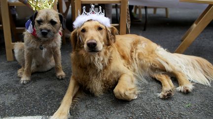 Tous les sujets de sa gracieuse majest&eacute; sans exception &eacute;taient invit&eacute;s &agrave; c&eacute;l&eacute;brer les 60 ans de r&egrave;gne de la reine. (ANDREW COWIE / AFP)